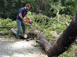 How Our Tree Care Process Works  in  Springtown, TX