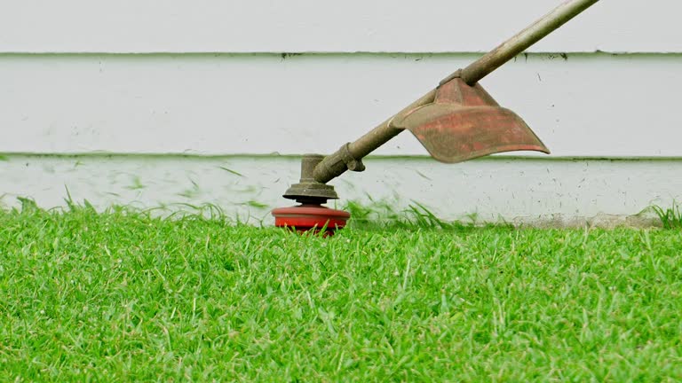 Best Tree Removal  in Springtown, TX