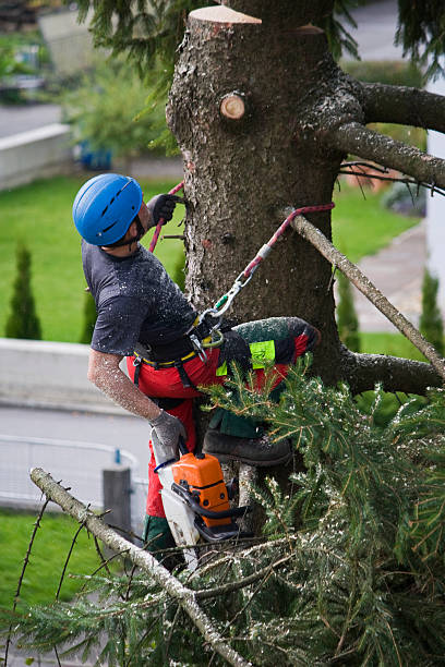 Best Tree Disease Treatment  in Springtown, TX
