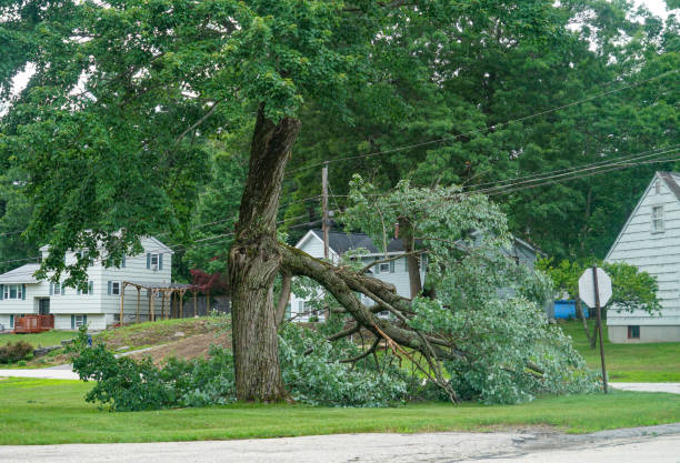 Best Root Management and Removal  in Springtown, TX