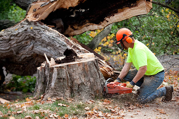 Best Arborist Consultation Services  in Springtown, TX