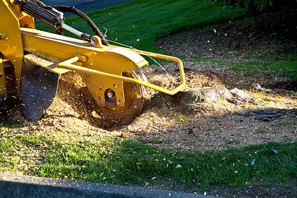 Best Lawn Maintenance Plans  in Springtown, TX