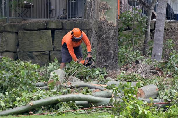 Best Utility Line Clearance  in Springtown, TX